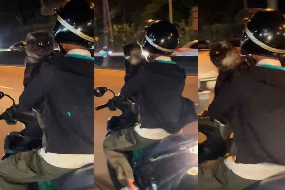 Oma mencuri tumpuan apabila kelihatan tenang dipegang oleh tuannya ketika menaiki motosikal dalam sebuah video yang tular baru-baru ini. Foto TikToK Nurul Syahirah