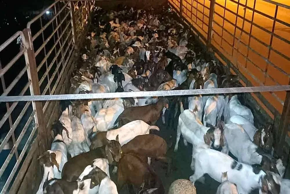 PGA mematahkan cubaan menyeludup kambing dan biri-biri di Kampung Pak Mud, Jeli pada Sabtu.