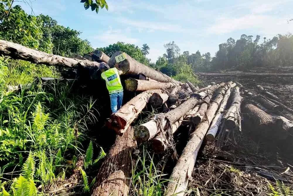 Kejayaan terbesar dicatatkan Cawangan Risik Batalion 10 PGA Sibu dalam Op Libas pada 24 Jun selepas menyerbu sebuah kawasan pembalakan haram di daerah itu.