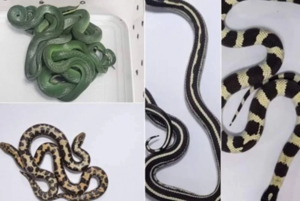 Ia merupakan rampasan ketiga melibatkan kes serupa. Foto Agensi