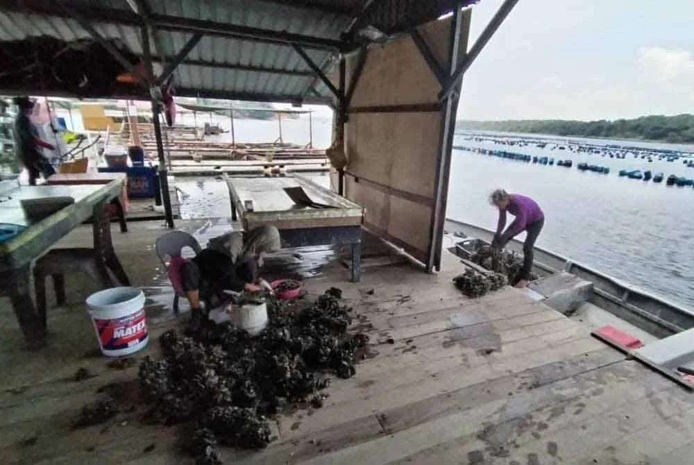 Ramai penternak kupang di Jeti Kampung Pasir Putih, Pasir Gudang kecewa kerana hasil yang diperoleh kerana masalah 'gombak besar' yang berlaku di kawasan itu sejak beberapa tahun lalu.