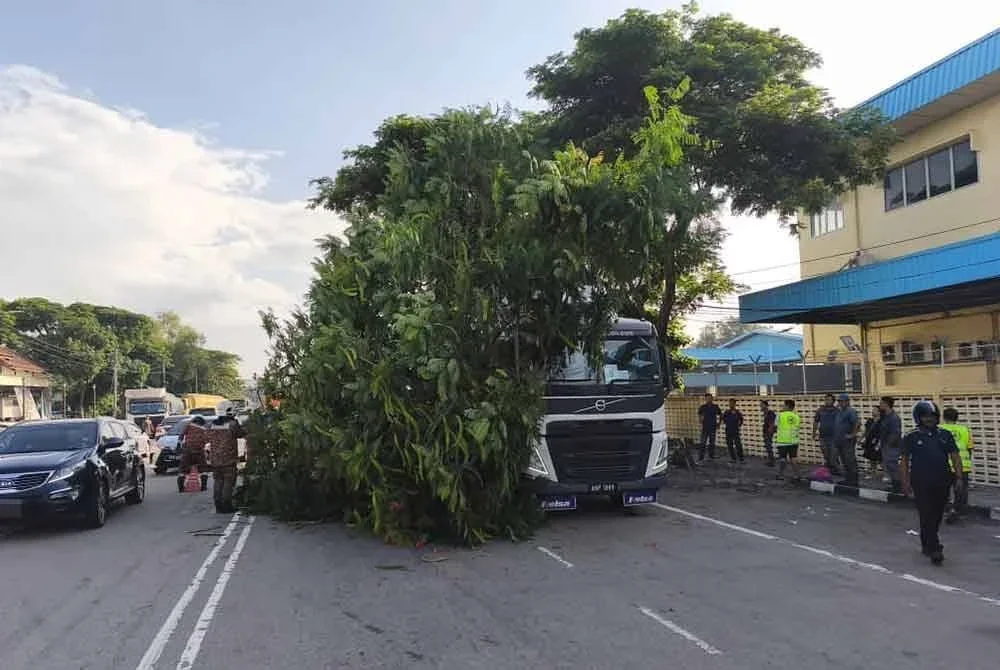 Dua pemandu kenderaan berdepan detik cemas apabila dihempap sebatang pokok tumbang di Jalan Pipato pada pagi Rabu.