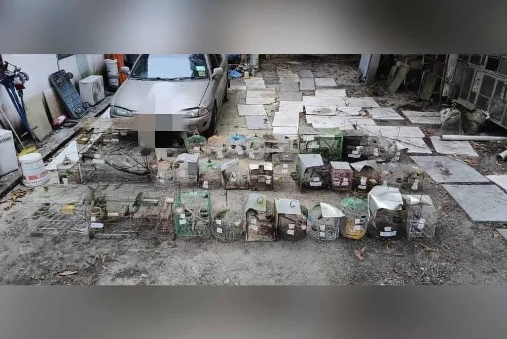 Perhilitan turut merampas ratusan ekor burung antaranya jenis serindit, murai batu dan bayan puling.