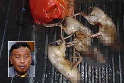 Pelanduk yang telah mati antara yang ditemui pasukan serbuan menerusi Operasi Bersepadu Khazanah yang dijalankan serentak di Selangor dan Pahang. Gambar kecil: Abdul Kadir