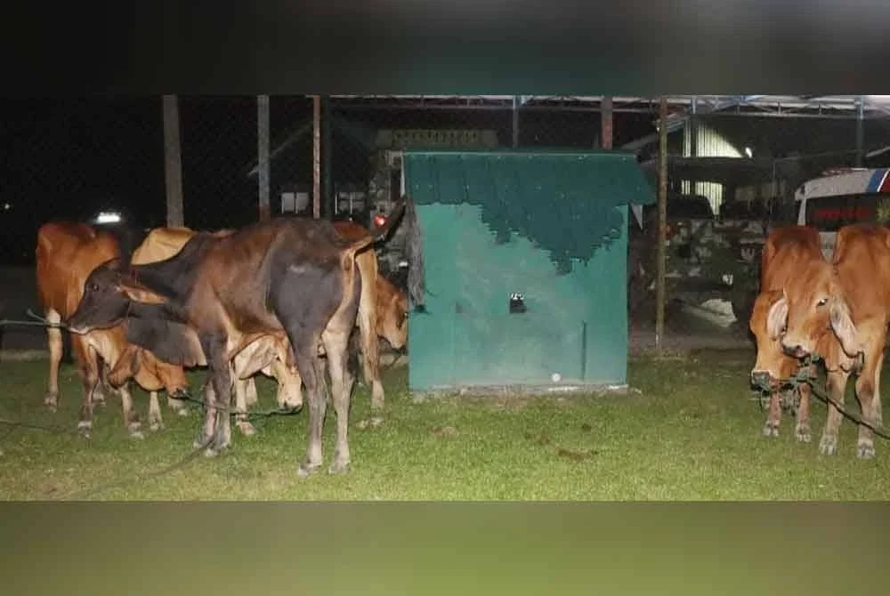 TDM menerusi Markas Divisyen Kedua Infantri Malaysia (2 Divisyen) menumpaskan cubaan penyeludupan 10 ekor lembu di sempadan Malaysia-Thailand semalam.