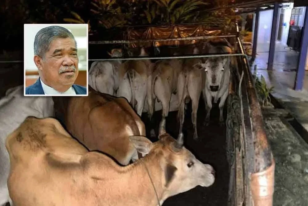Orang ramai diingatkan supaya lebih berhati-hati dalam membeli lembu atau kambing yang dijual pada harga terlalu murah. Gambar kecil: Mohamad Sabu