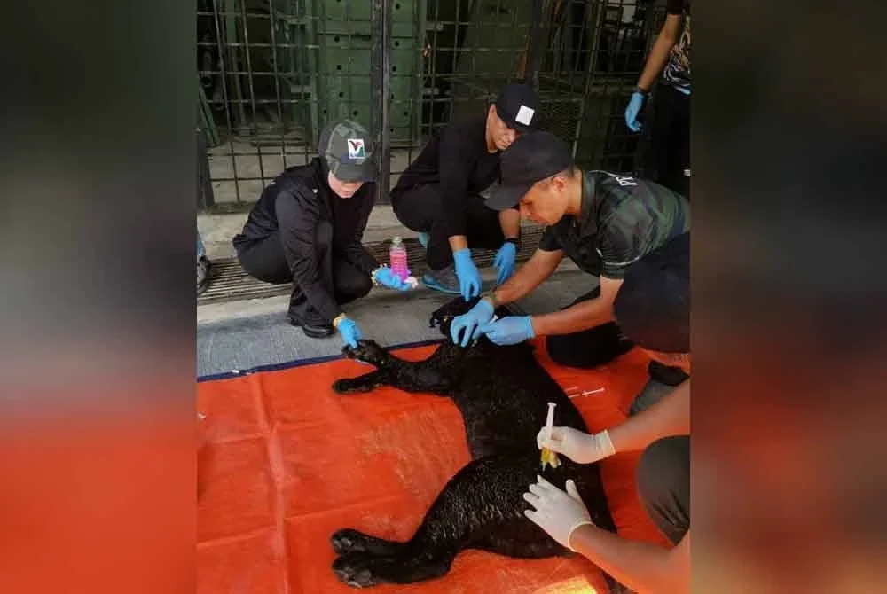 Harimau kumbang yang berjaya ditangkap akan dibawa ke NWRC bagi mendapatkan rawatan lanjut