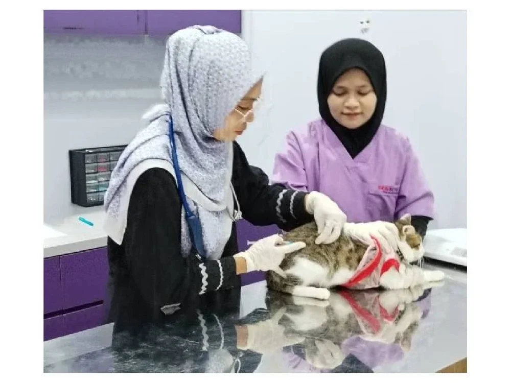 Nur Hafizatul Aiezzah memberikan suntikan kepada seekor kucing sambil dibantu pembantunya di klinik DrVET Pengerang.