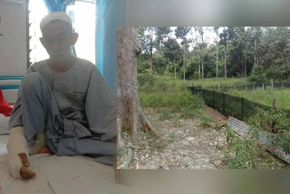 Gambar kiri: Keadaan mangsa yang masih menerima rawatan Hospital Tuanku Ampuan Najihah. Gambar kanan: Lokasi mangsa diserang kucing tulap. Foto Perhilitan Negeri Sembilan