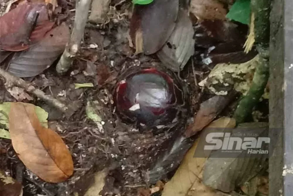 Usaha memelihara dan memulihara Rafflesia dilakukan dengan penanaman benih di Pusat Pemuliharaan Rafflesia yang terletak di Poring, Ranau.