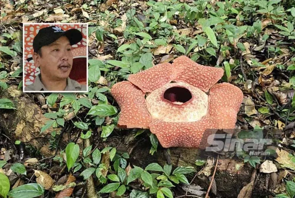Rafflesia keithi memerlukan tempoh antara 12 hingga 15 bulan untuk berkembang, namun hanya mekar tujuh hari. Gambar kecil: Abidin