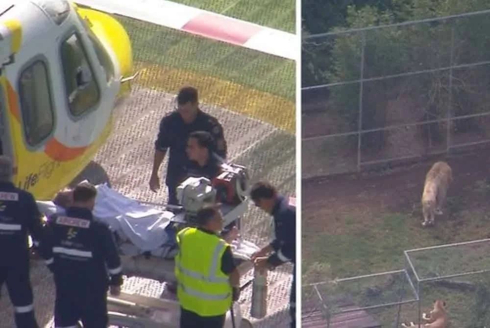 Mangsa telah diterbangkan ke hospital selepas digigit seekor singa di sebuah zoo di negeri Queensland, Australia - Foto: Agensi