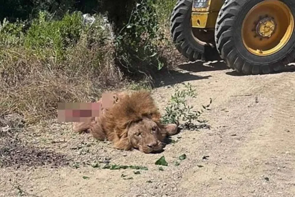 Singa jantan bernama Zeus itu dilaporkan meloloskan diri dari kandangnya di zoo Land of Lions di daerah Manavgat sekitar jam 3.21 pagi - Foto: Agensi