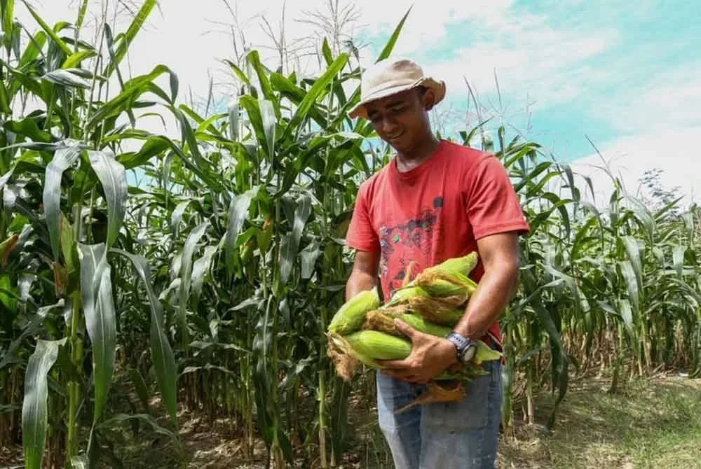Tanaman jagung manis keluarga kini membolehkan Muhammad Hafizie memperoleh pendapatan ribuan ringgit.