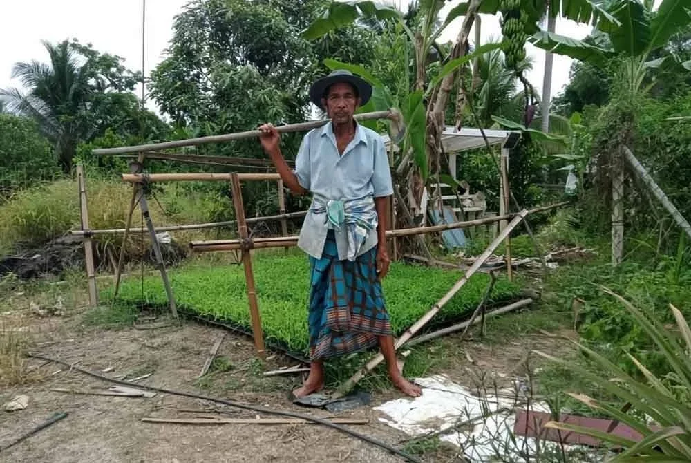 Abdullah setiap hari turun ke kebun mengusahakan tanaman miliknya di Kampung Slow Teliar, Pasir Mas, Kelantan.