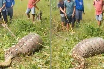 Mangsa maut ditelan oleh ular sawa ketika musim hujan.-Agensi