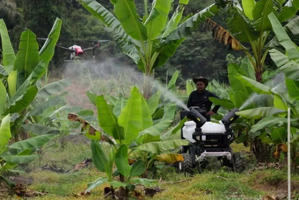 Sektor pertanian menjanjikan pulangan lumayan sekiranya dilakukan secara sistematik dengan ilmu-ilmu pertanian moden. Gambar hiasan