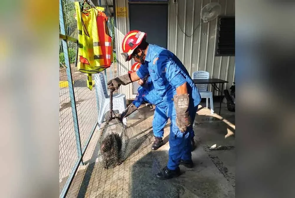 Anggota APM menangkap landak tersebut menggunakan peralatan khas di sebuah institut memandu di Jalan Bukit Rotan, Kuala Selangor pada Selasa.