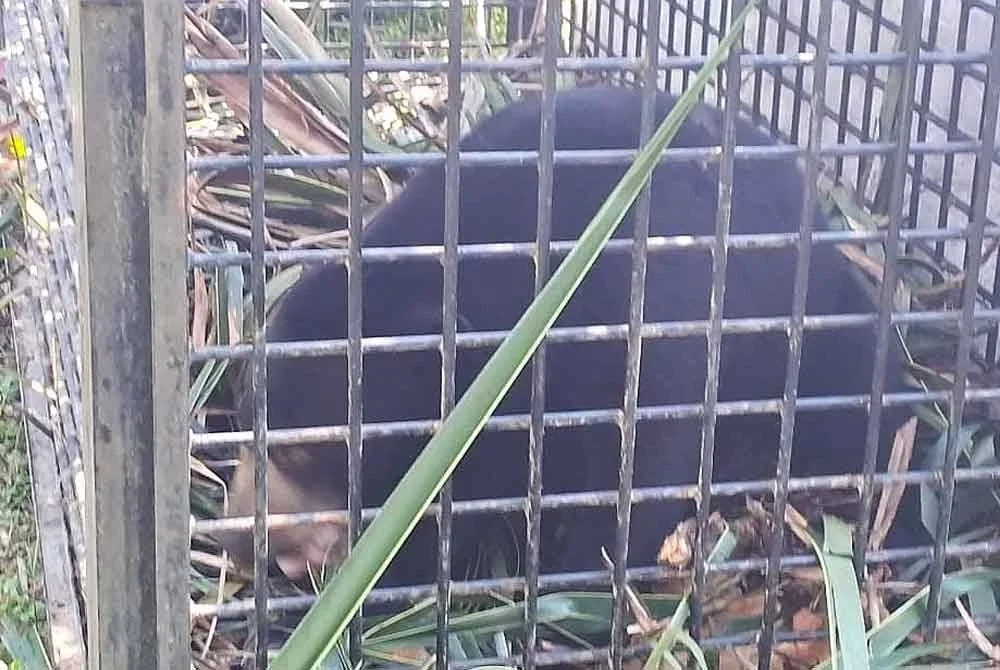 Seekor beruang matahari betina seberat 40 kg yang memasuki perangkap dipasang Perhilitan di Ladang Pelantoh Selatan, Kijal, Kemaman pada Rabu.