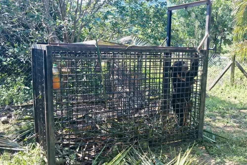 Beruang matahari betina berjaya masuk dalam perangkap yang dipasang Perhilitan pada Rabu.