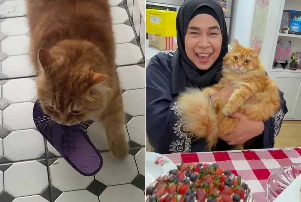 Noraini bersama kucing kesayangannya Oyen dan gelagatnya bersama selipar milik jiran yang dibawa balik ke rumah.