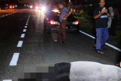 Bangkai tapir telah diserahkan kepada Perhilitan untuk tindakan selanjutnya. - Foto ihsan PDRM