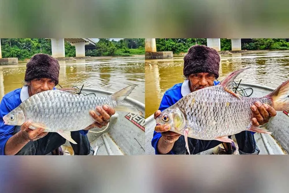 Mohd Ali menunjukkan ikan kerai jelawat seberat 2.5kg dan ikan tenggalan seberat 2.4kg yang diperoleh.
