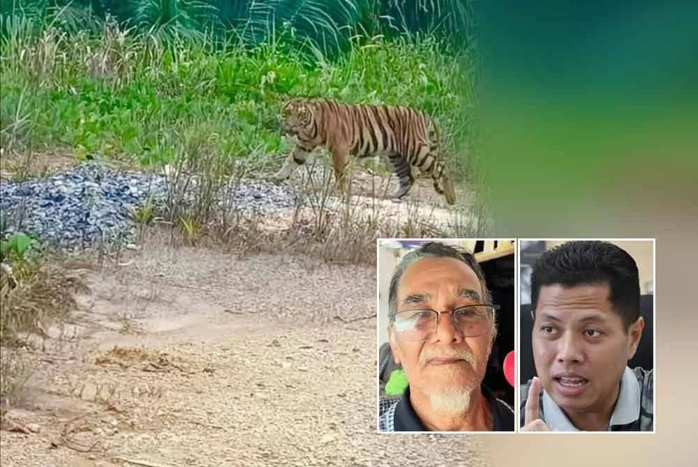 Gambar harimau yang tersebar sehingga menyebabkan penduduk takut untuk kebu masing-masing. Foto: Tular, gambar kecil dari kiri: Bongsu, Mohamad Hafid