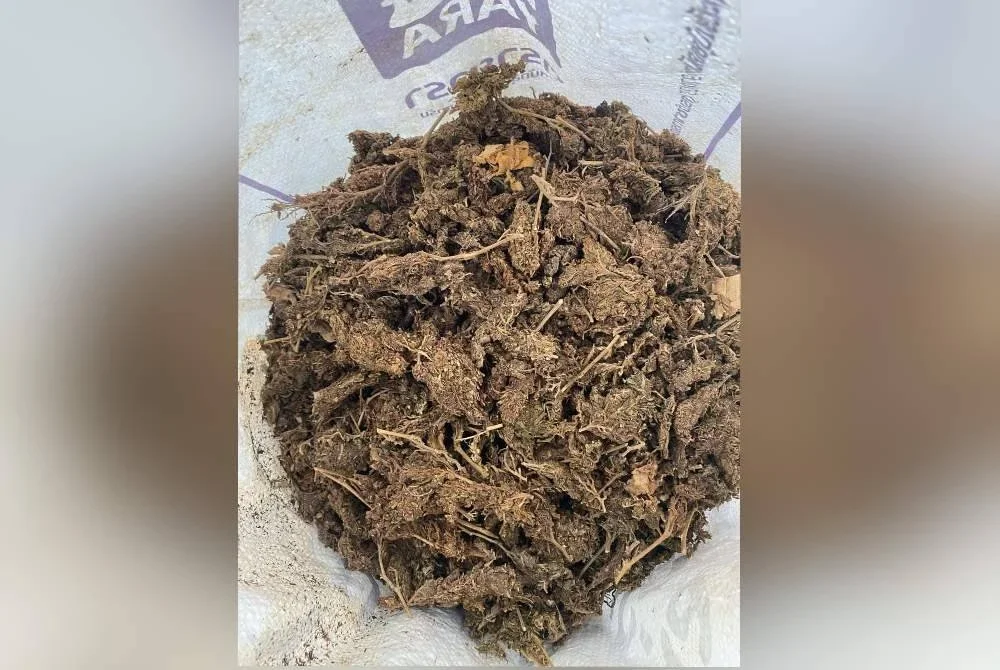 Dedaun kering dipercayai ganja. Foto PGA