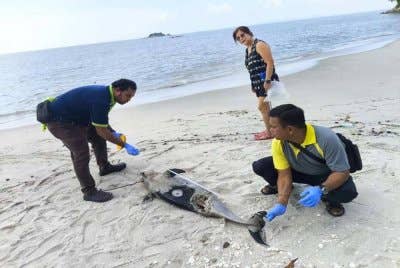 Seekor ikan lumba-lumba ditemukan mati terdampar di pesisir pantai Tanjung Tokong berhampiran sebuah kondominium di sini, Isnin lepas.