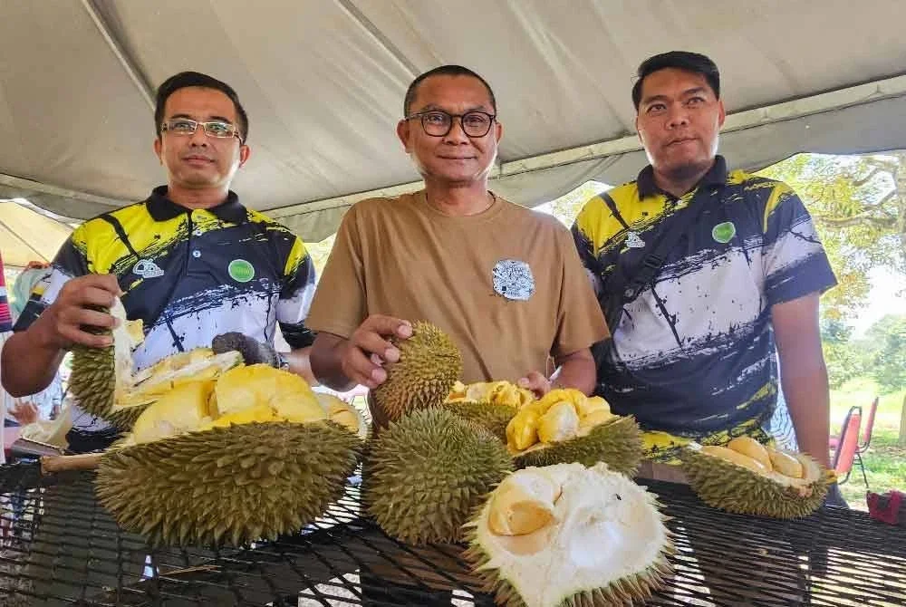 Mohamad Zabawi (tengah) menunjukkan varieti durian yang dapat menarik perhatian pengunjung menerusi pakej lawatan Duriotourism di Mardi Kuala Kangsar pada Sabtu.