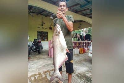 Patin lawang seberat 11kg hasil menggunakan umpan ikan anak keli yang berjaya dinaikkan oleh Saufi pada Jumaat.
Foto ihsan Saufi.