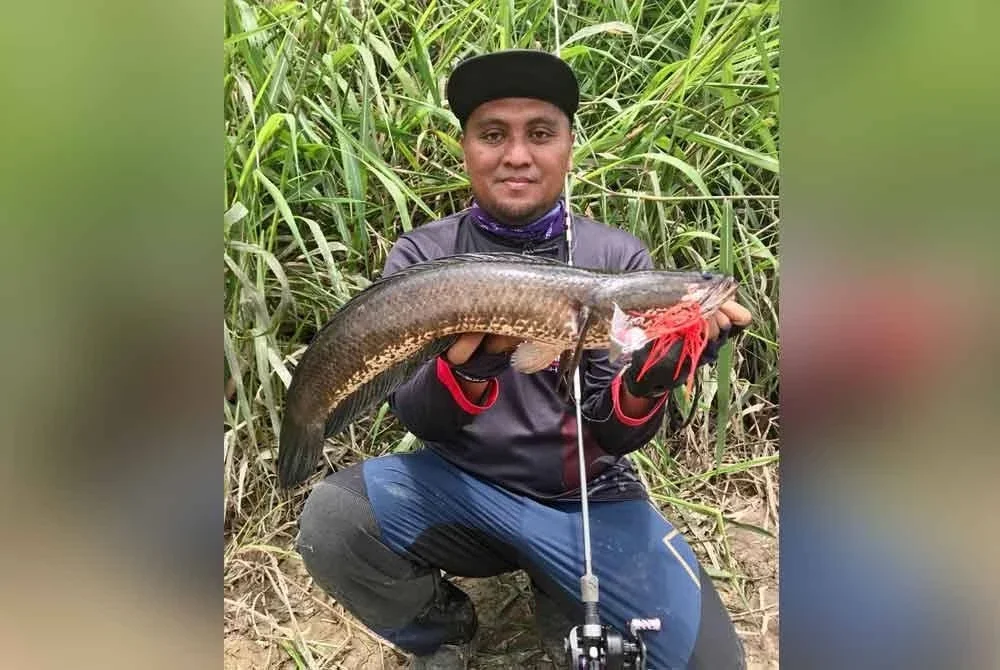 Mohamad Sazuan menunjukkan haruan diperoleh menggunakan umpan ‘janggut’.