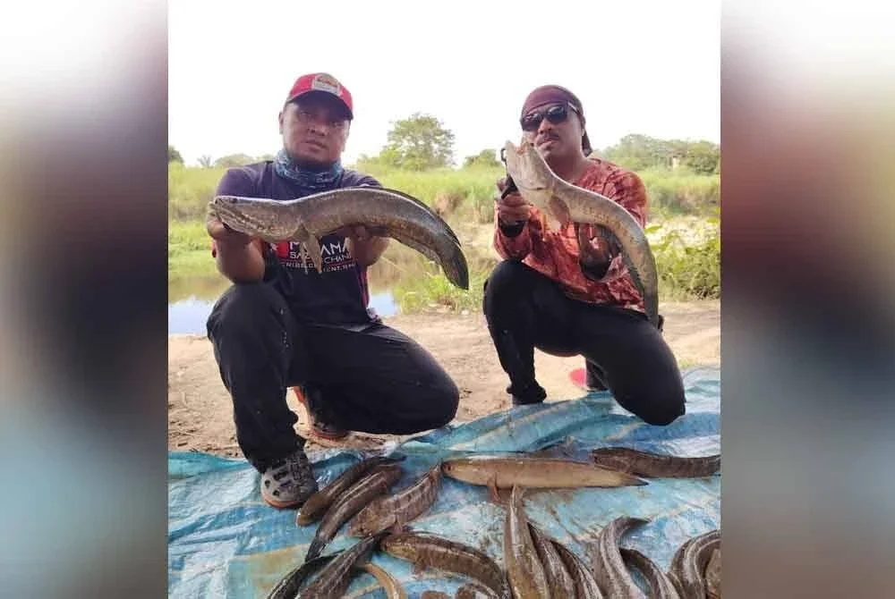 Mohd Qhalik (kanan) dan Mohamad Sazuan bersama hasil tangkapan haruan yang diperoleh menggunakan teknik casting.