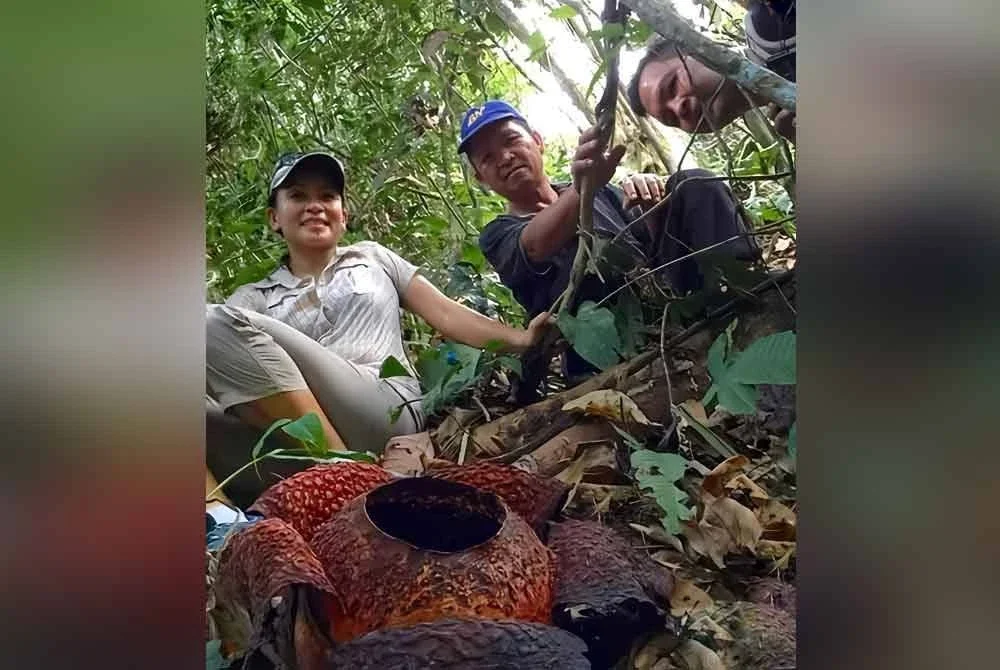 Elia bersama komuniti Kampung Singgaron Ranau ketika melihat Rafflesia keithi semakin layu.