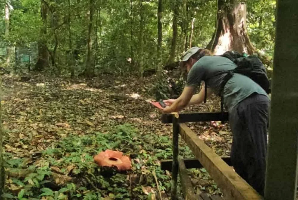 Pelancong dari New Zealand merakam gambar dan 'menikmati' keindahan bunga Rafflesia yang sedang mekar pada hari ketiga di Stesen Mata Air Panas Poring, Ranau.