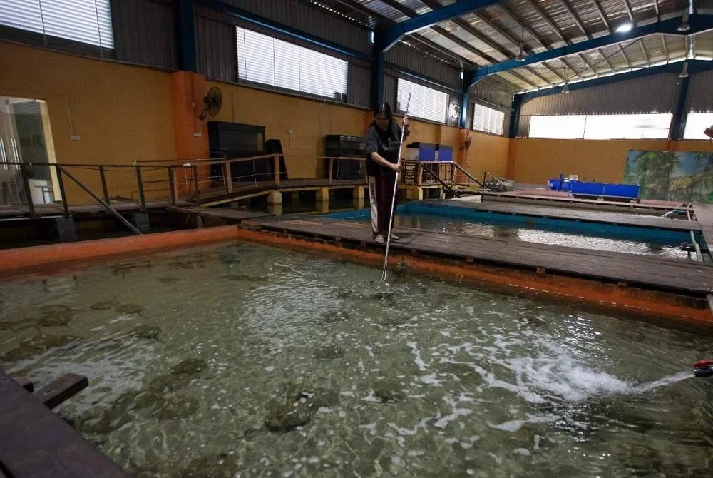 Pusat Penetasan dan Ternakan di Sedili Kecil mengambil inisiatif bukan sahaja menternak tetapi menetaskan belangkas sebelum dilepaskan semula ke laut.