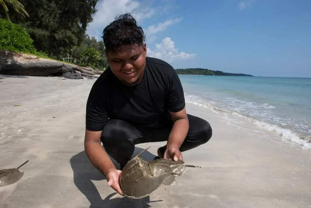 Muhamad Khadi meneruskan usaha dilakukan ayahnya dalam penternakan belangkas di Sedili Kecil, Kota Tinggi.