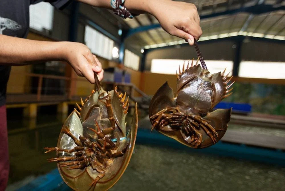 Belangkas mendapat permintaan tinggi peminat makanan laut.