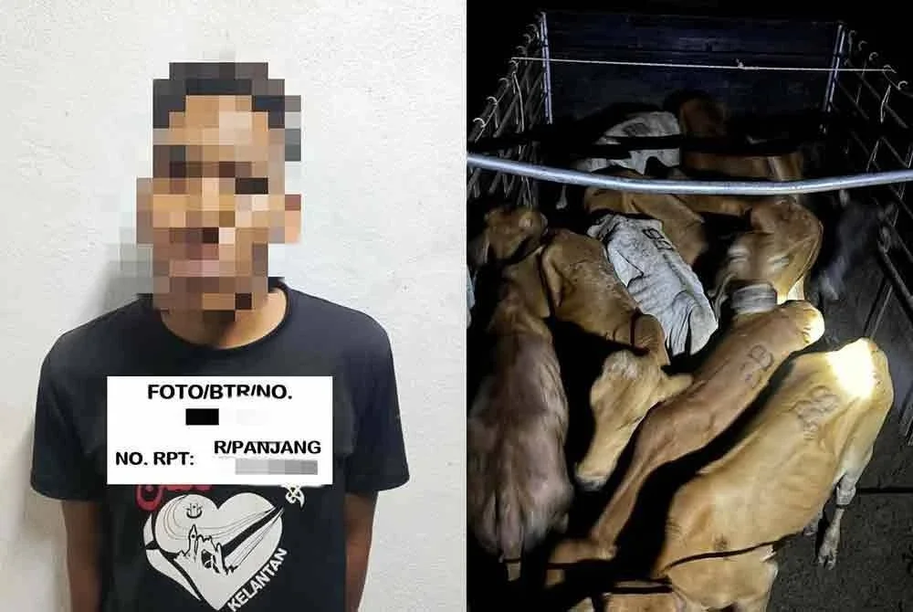 PGA berjaya menumpaskan cubaan menyeludup lembu apabila menahan sebuah lori yang dipandu seorang lelaki dalam keadaan mencurigakan di Jalan Utama Banggol Setol di sini pada Ahad. Foto PGA