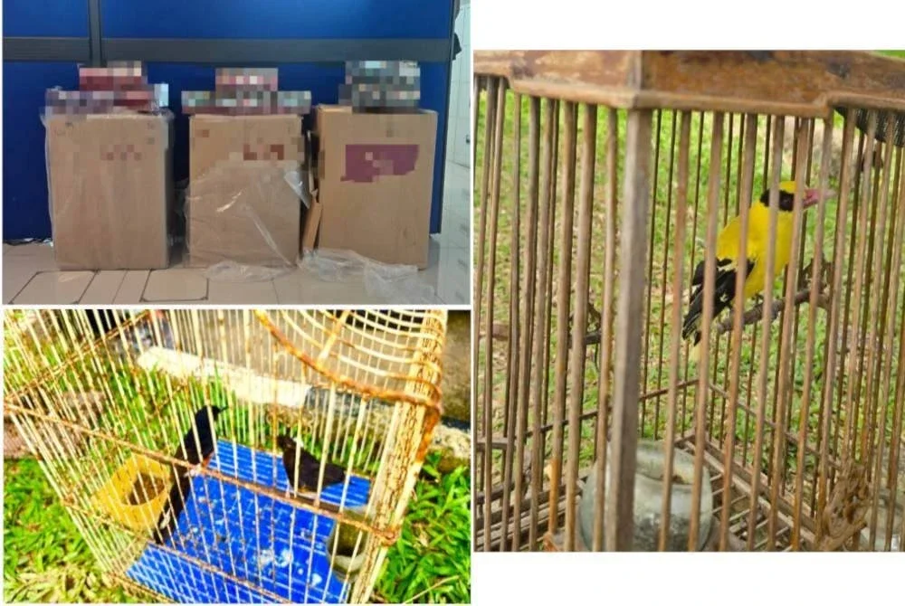 PGA rampas 22,000 batang rokok seludup dan burung dilindungi termasuk Murai Batu serta Dendang Selayang dalam serbuan di Pasir Mas. Foto PGA