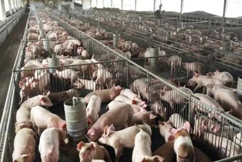 Tiga buah ladang ternakan babi di Kampung Selamat, Tasek Gelugor disahkan positif jangkitan ASF berdasarkan keputusan ujian makmal yang dijalankan oleh Makmal Veterinar Zon Utara.