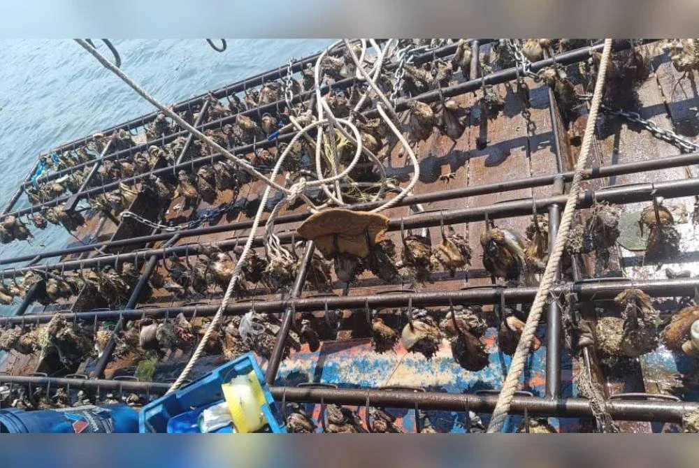 Alat menangkap balat antara yang ditemui dalam vesel di perairan Kudat.