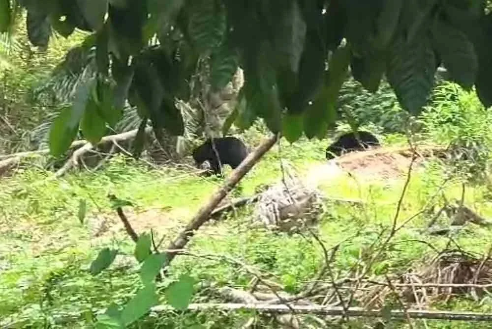 Tangkap layar video tular menunjukkan dua ekor beruang yang berkeliaran berdekatan kawasan SK Seberang Tayor, Kemaman dan memasuki kebun untuk mencuri durian.