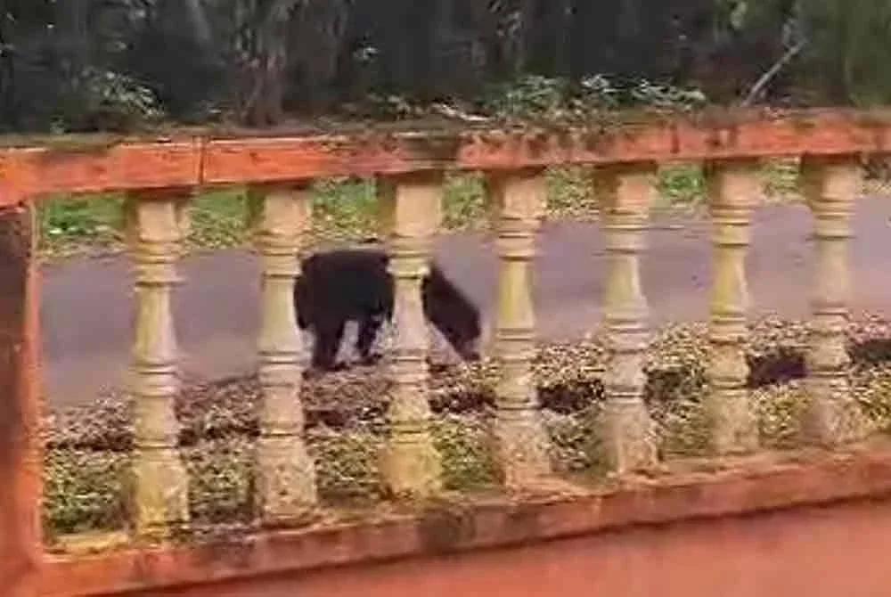 Salah seekor beruang yang berkeliaran berdekatan kawasan sekolah.