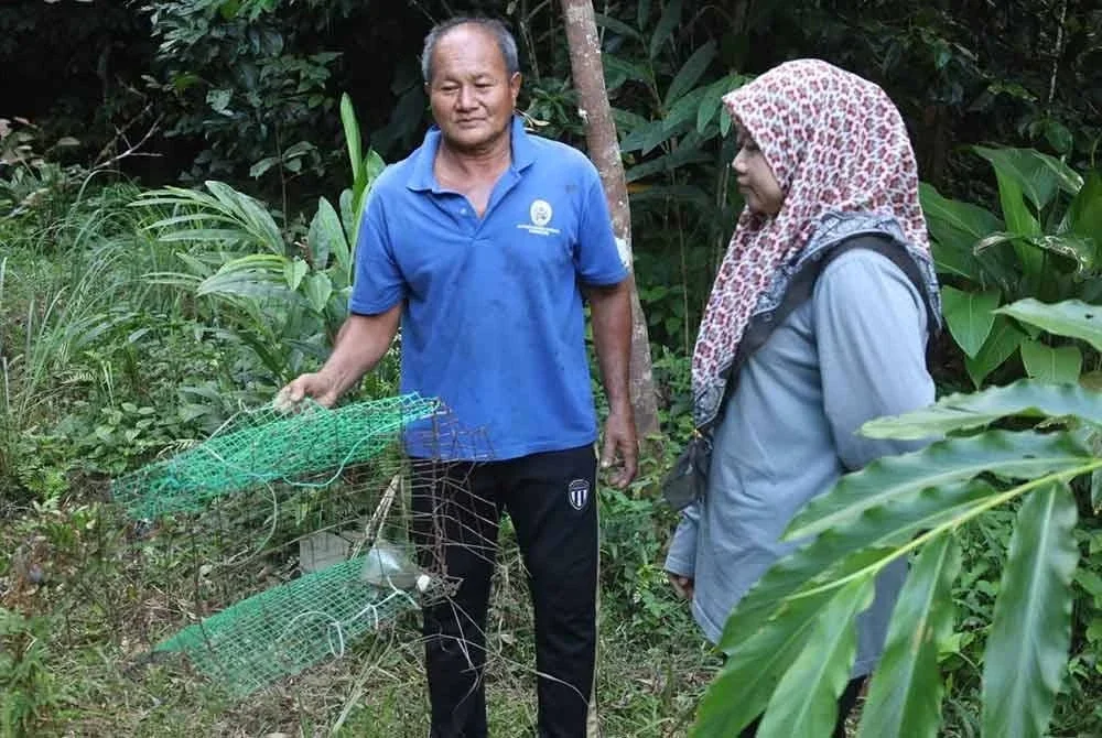 Azlina (kanan) bersama bapanya, Arif Hussin menunjukkan sangkar ayam yang dilarikan harimau dalam kejadian malam Isnin lalu.