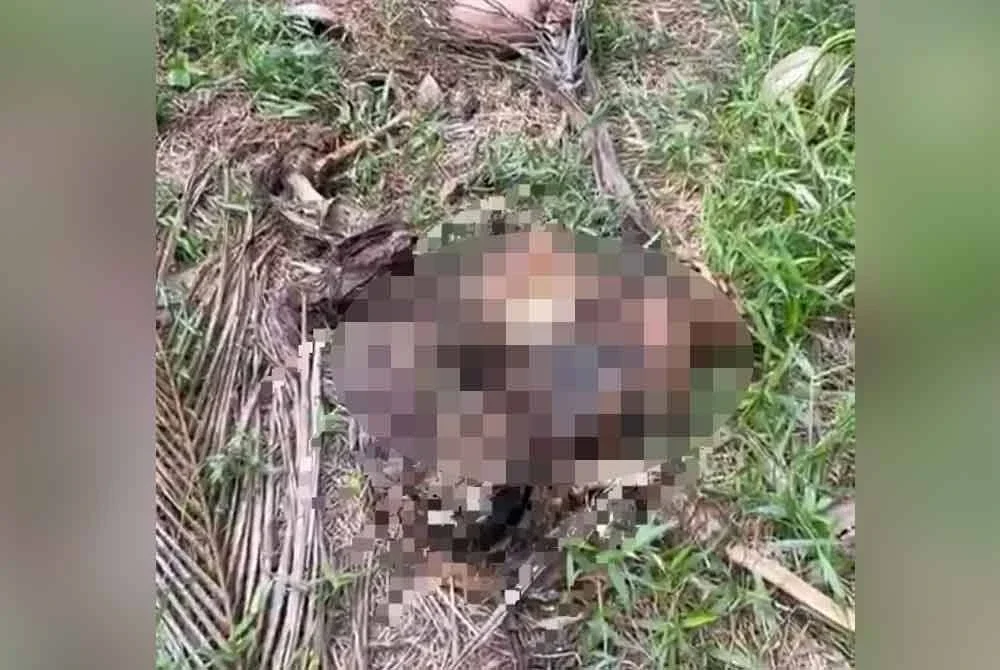 Rangka manusia yang ditemui di kebun kelapa sawit di Jalan Saring Tebuk Jawa, Sungai Air Tawar di sini pada Rabu.