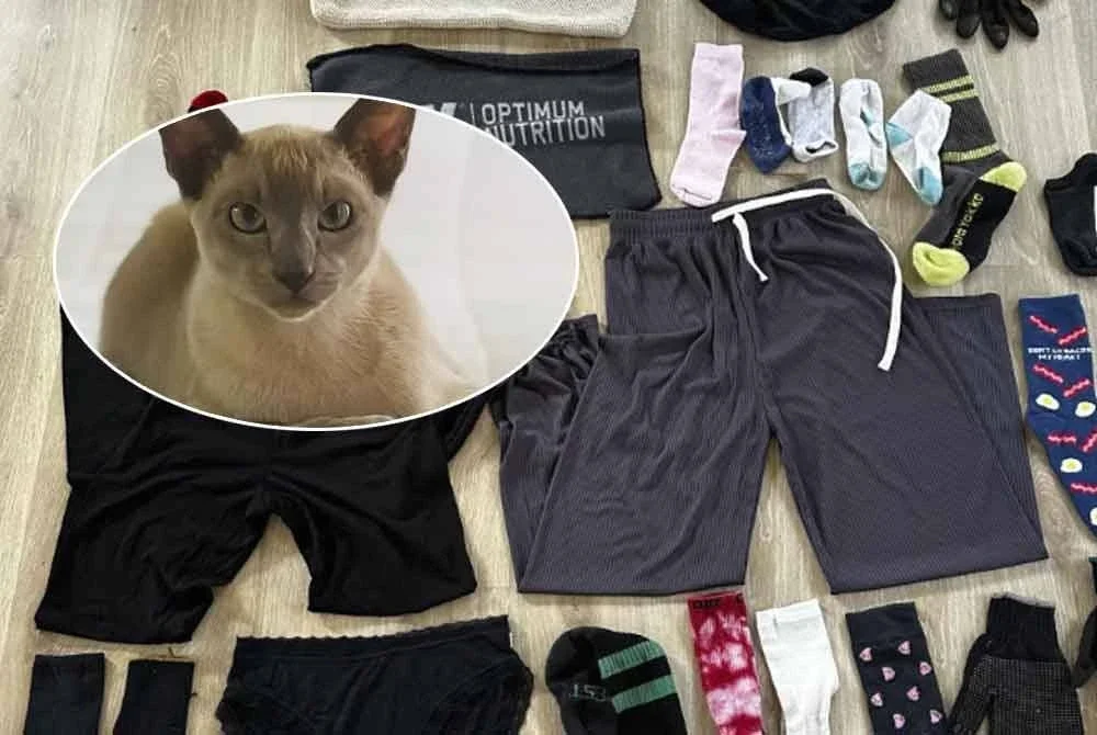Seekor kucing mempunyai tabiat pelik apabila suka membawa pulang barangan jiran termasuk seluar dalam sutera, stoking tebal beserta penyepit pakaian dan baju sejuk Kashmir baharu bernilai NZ$300 (RM764). - Foto Agensi