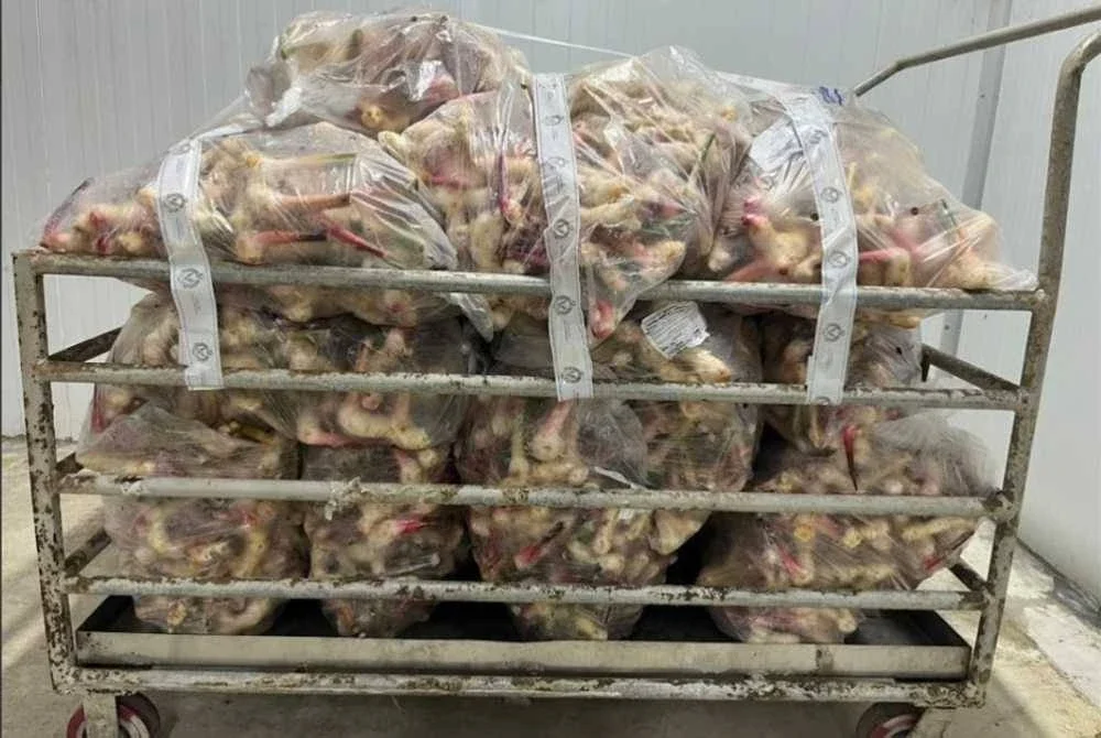 Lengkuas tiada permit sah yang disita AKPS.