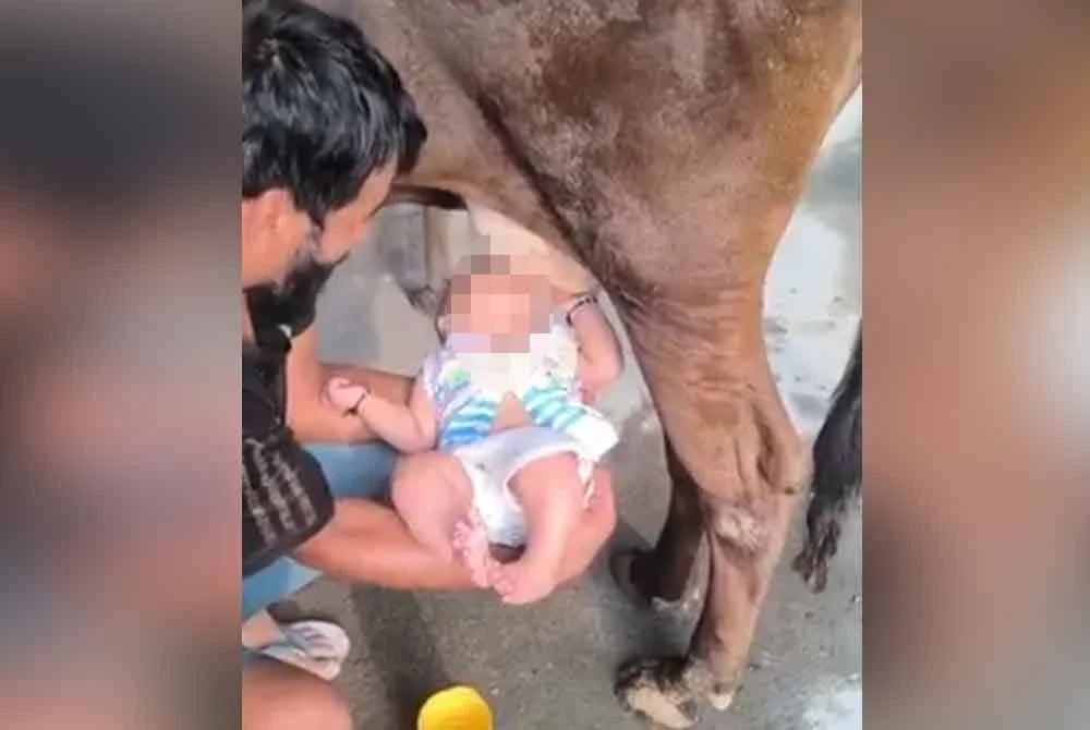 Video tular yang memaparkan seorang bayi minum susu terus dari puting seekor lembu mencetuskan kemarahan orang ramai di media sosial. Foto Agensi